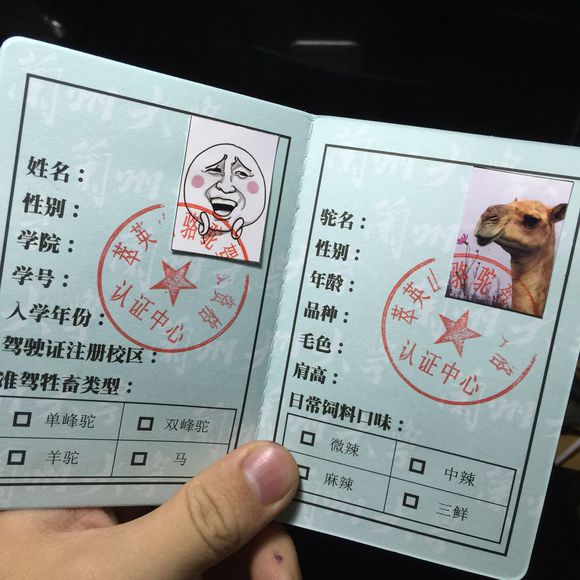 听说兰州大学的小伙伴上学都是骑骆驼,这是真的吗?